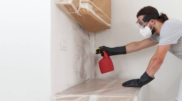Professional Basement Mold Removal technician working in Rock Hall, MD