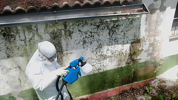 Top rated local Basement Mold Removal specialists in Rock Hall, MD